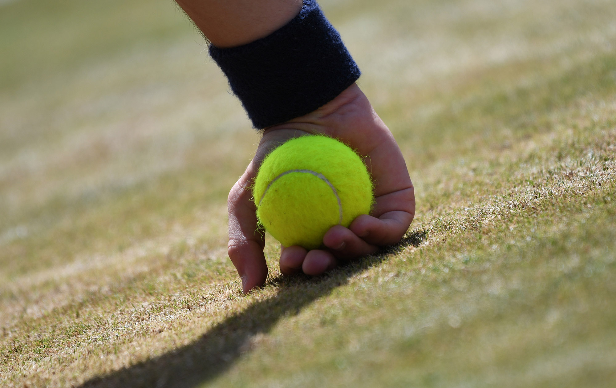 Ballboy grass